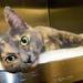 A stray cat found under an overpass along I-94 has a new temporary home at the Humane Society of Huron Valley on Tuesday. Photos courtesy of Humane Society of Huron Valley
